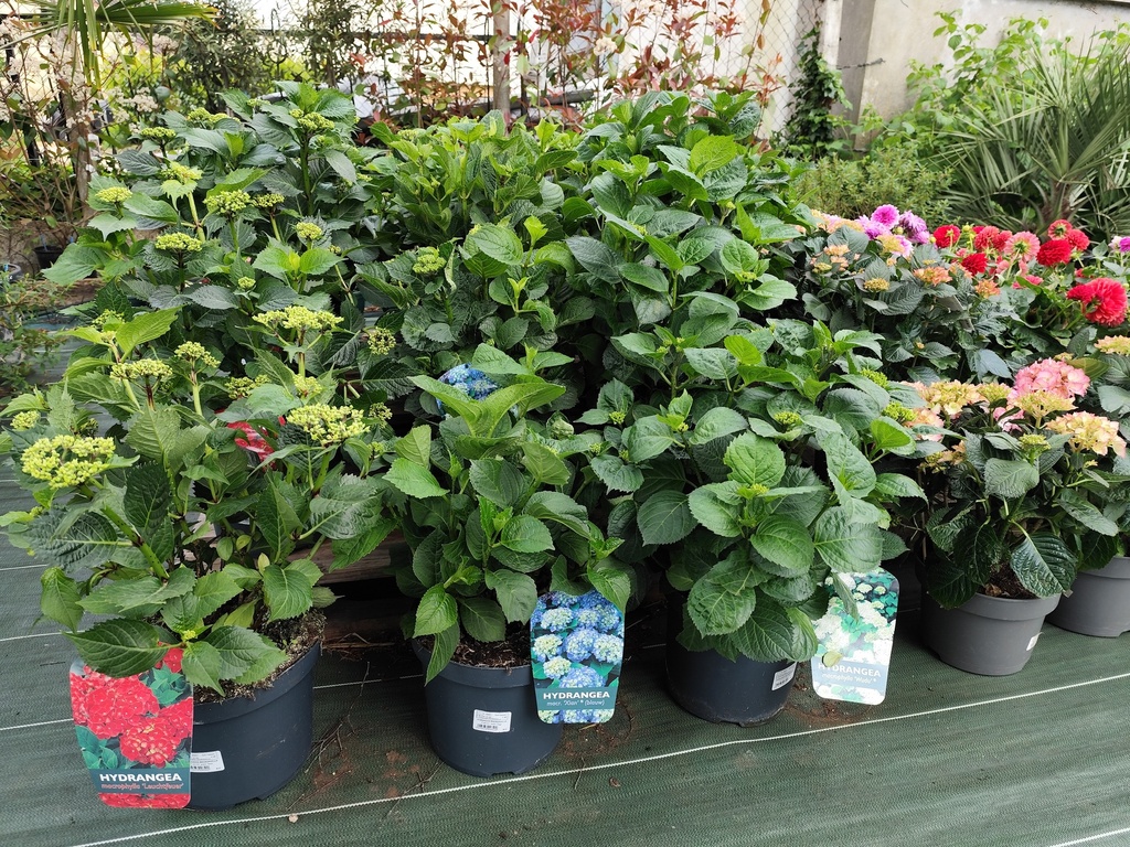 Hortensia Pot7.5L 