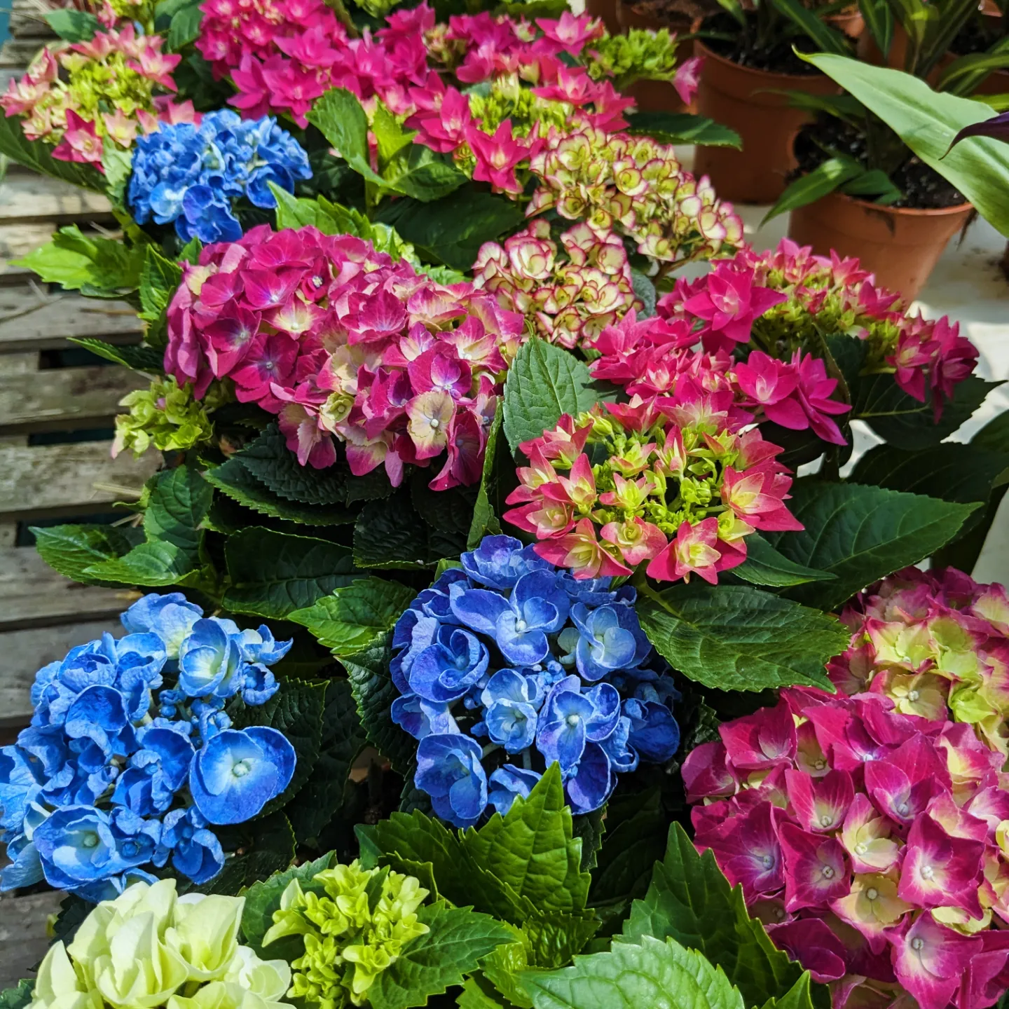 hortensia Hydrangea Macrophylla D10