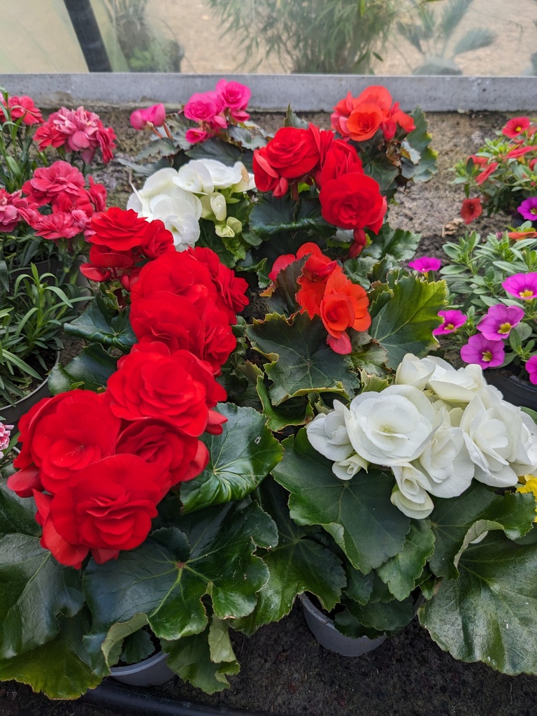 BEGONIA ELATIOR