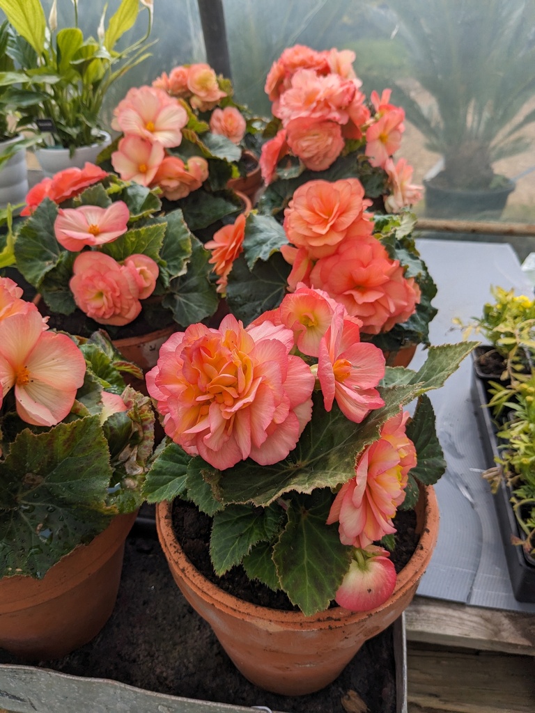 BEGONIA TUBERHYBRIDA