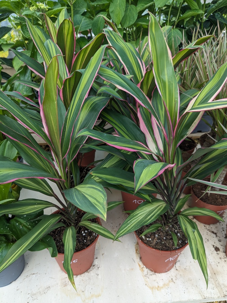 CORDYLINE FRUTICOSA KIWI