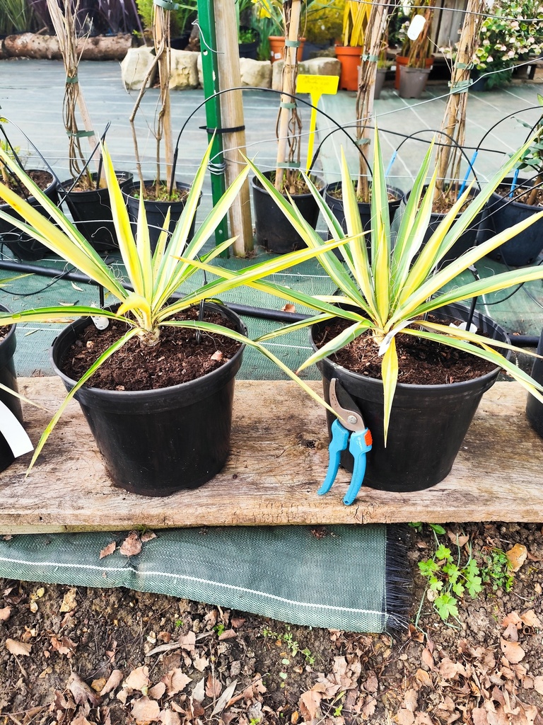 YUCCA COLOR GUARD 4L