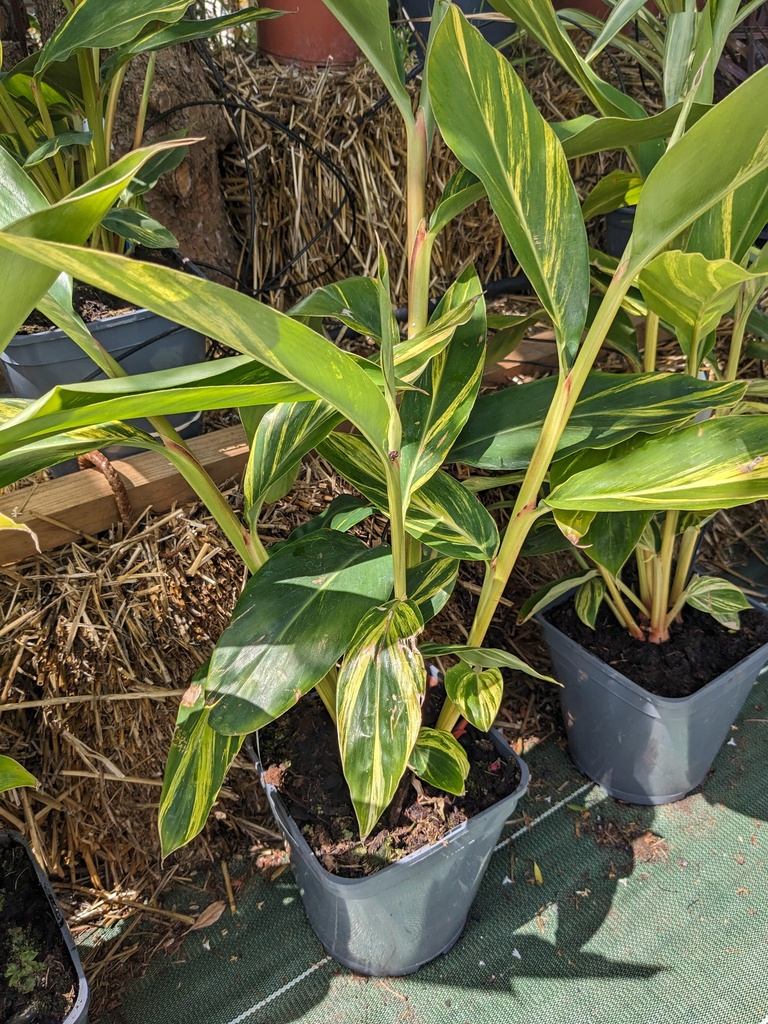 ALPINIA ZERUMBET VARIEGATA 4L