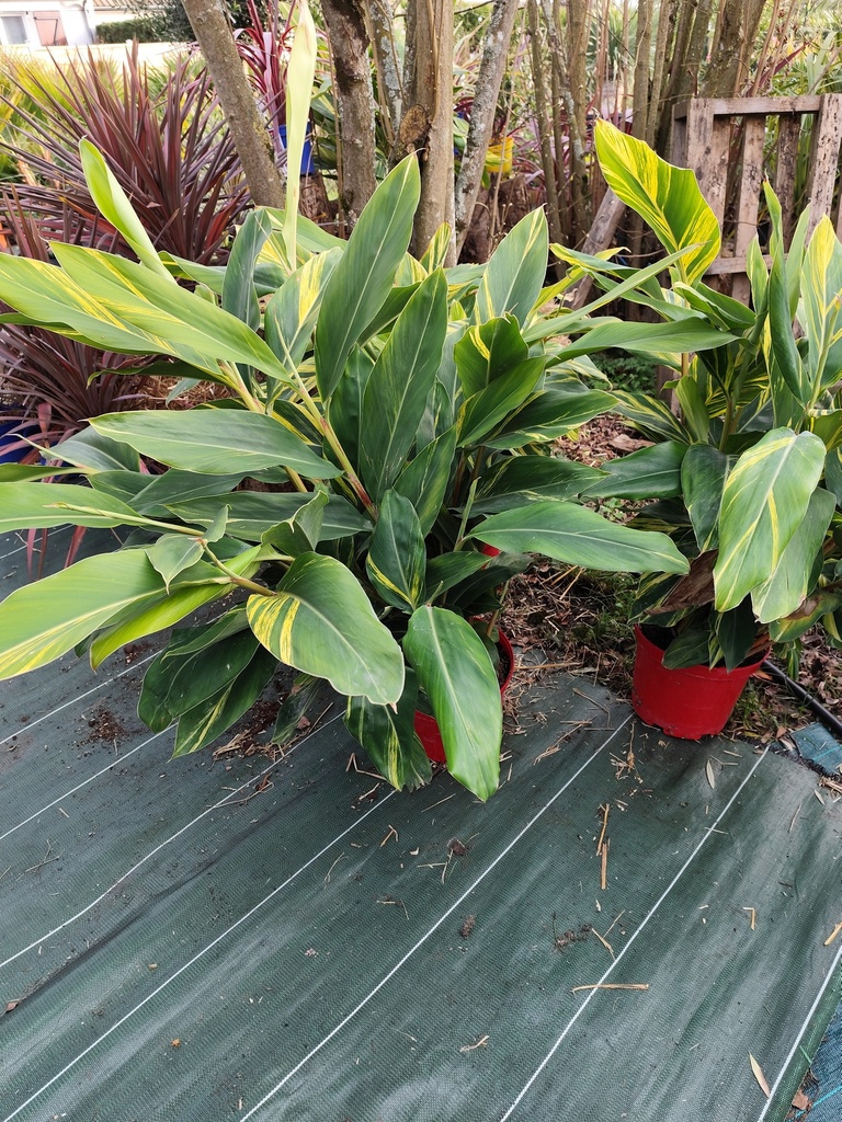 ALPINIA ZERUMBET VARIEGATA 7.5L