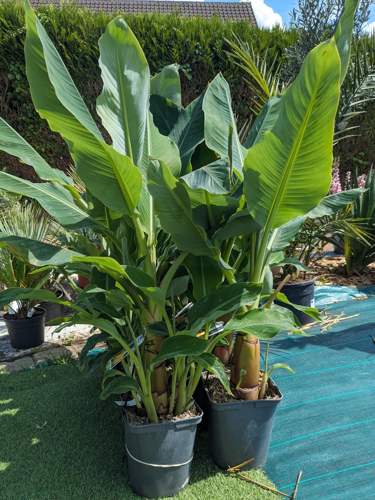 BANANIER NAIN lotus d'or / Musella lasiocarpa