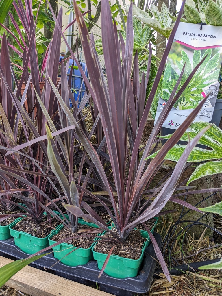 CORDYLINE B.Knight POT10