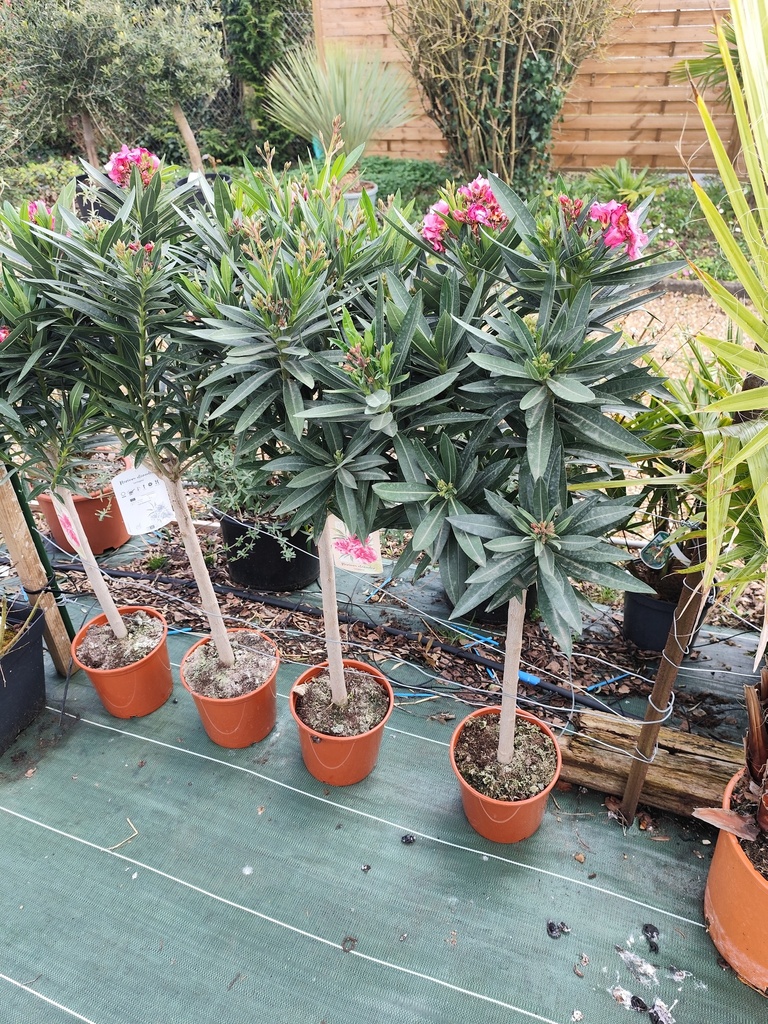 LAURIER rose 1/4 TIGE