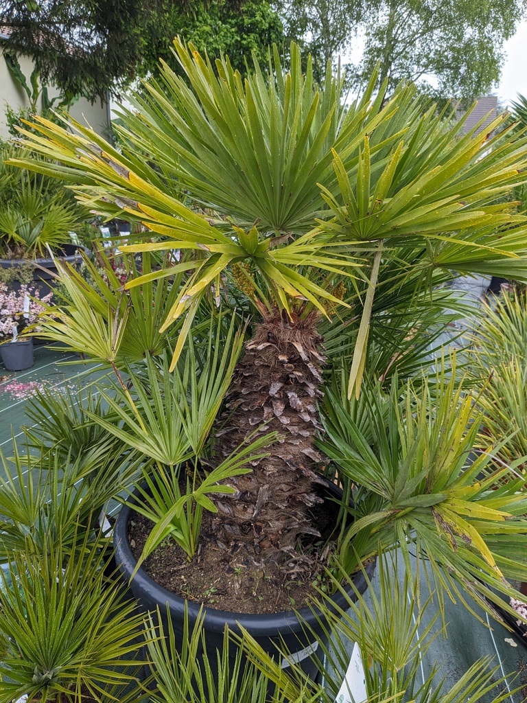 CHAMAEROPS HUMILIS 40L