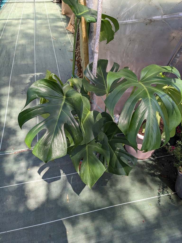 Monstera deliciosa D17