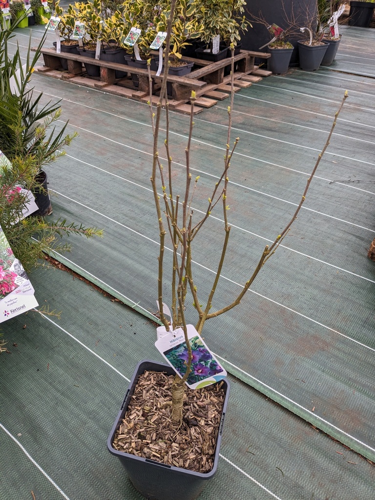 HIBISCUS syriacus Marina (bleu) C.4L RC