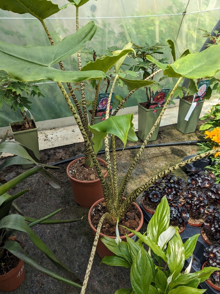 Alocasia zebrina D17