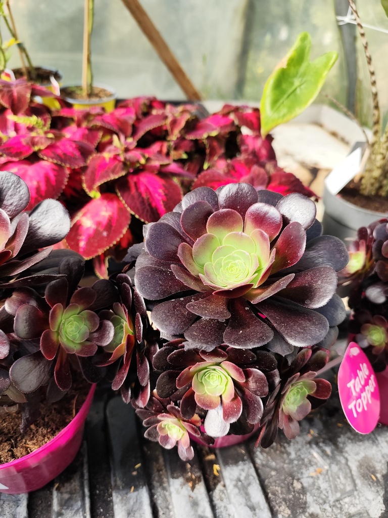 Aeonium arboreum 