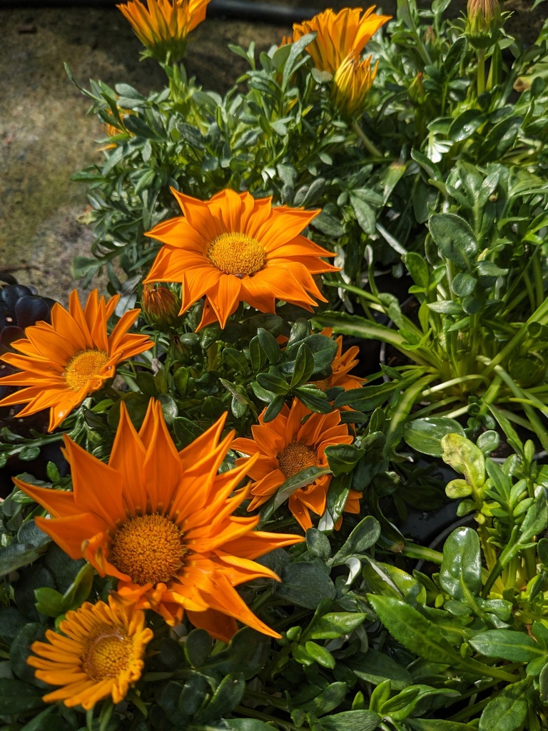 Gazania splendens D16