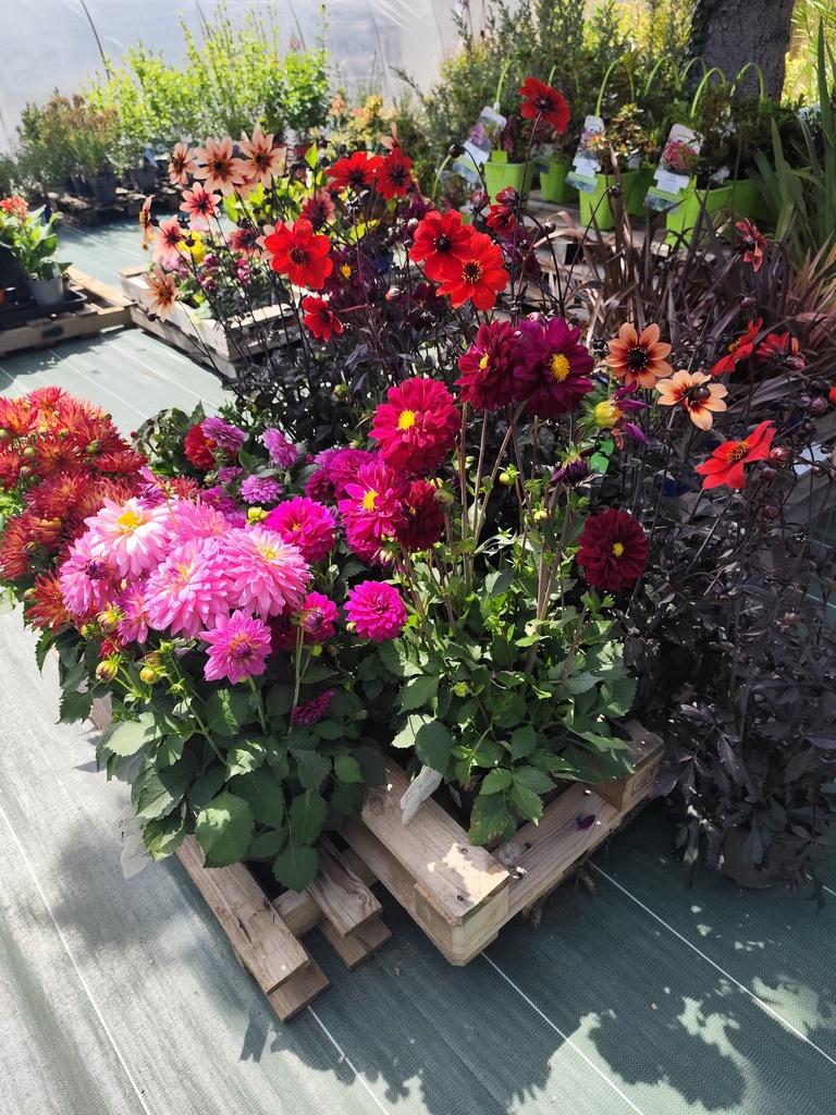 Dahlia D23