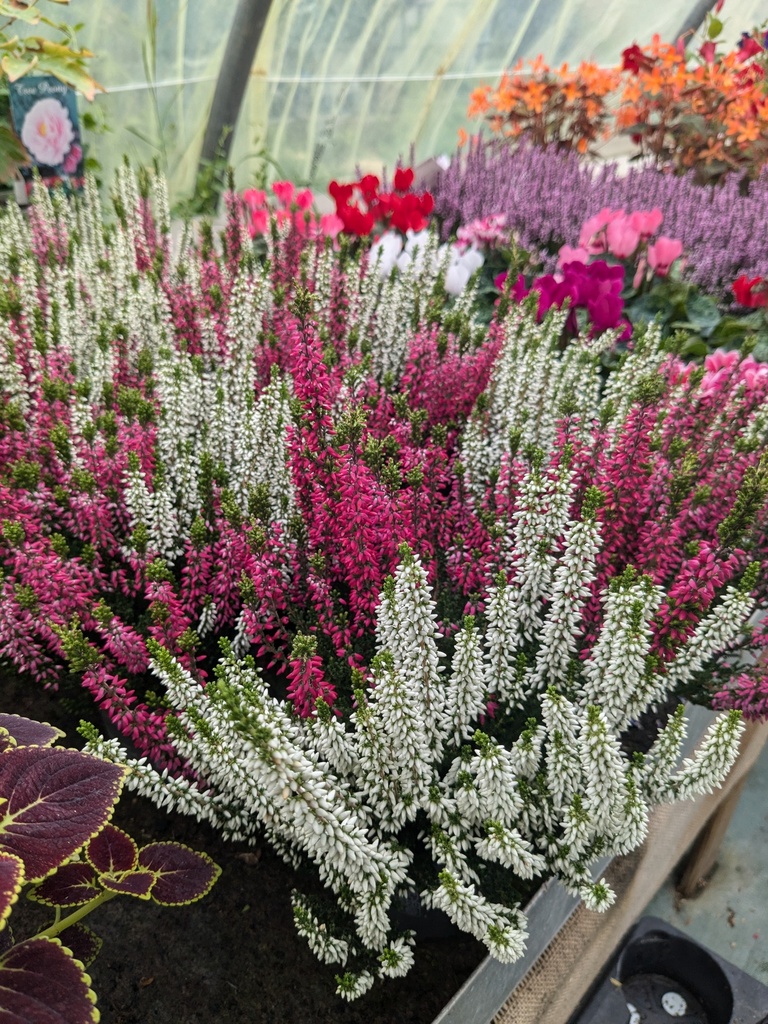 Calluna vulgaris (bruyère d'été)