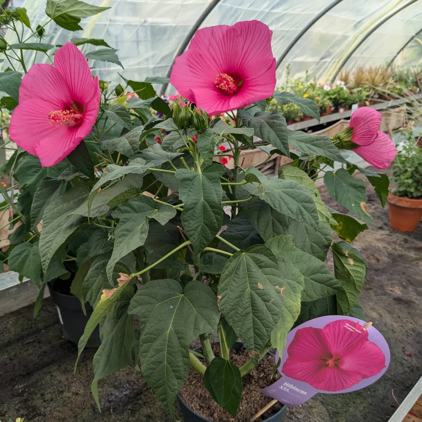 Hibiscus moscheutos