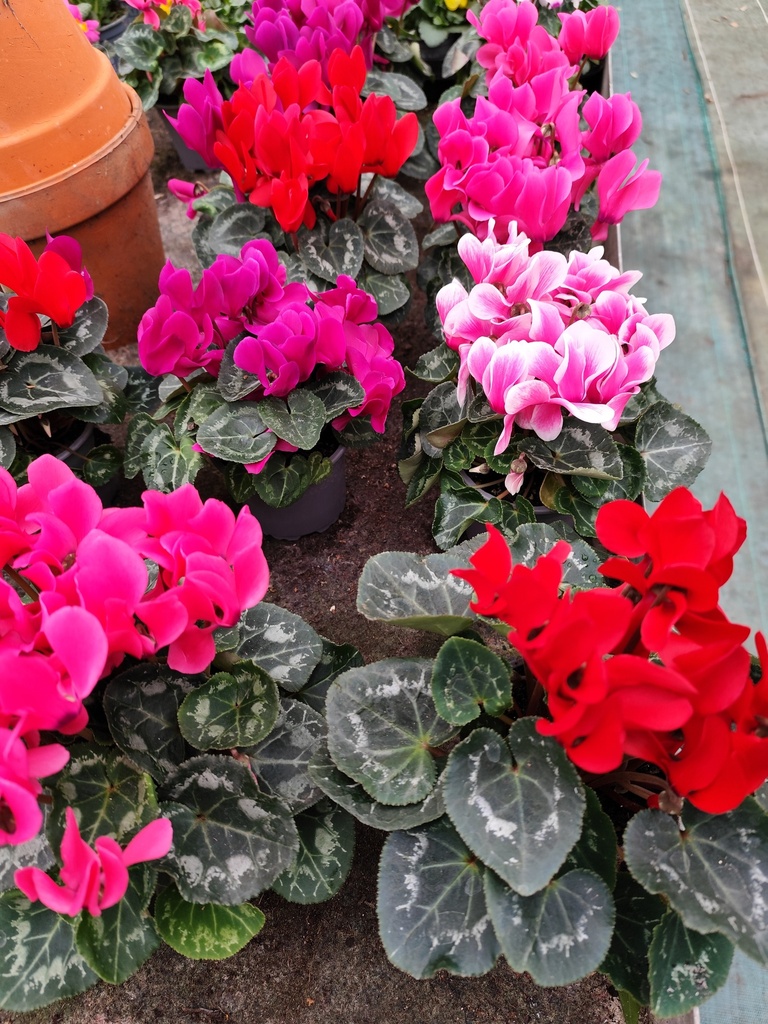 Cyclamen 