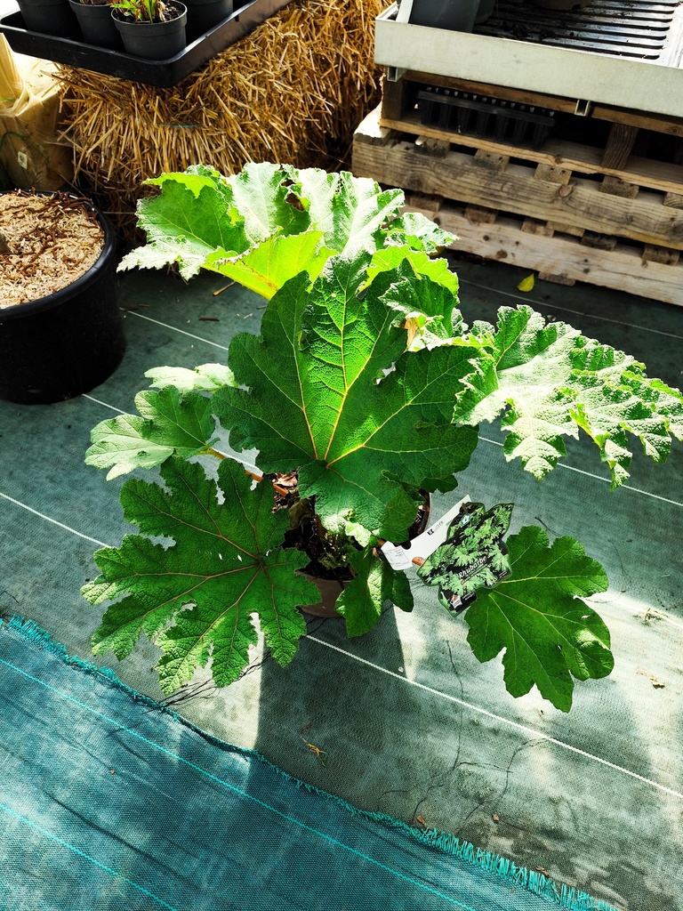 Gunnera 