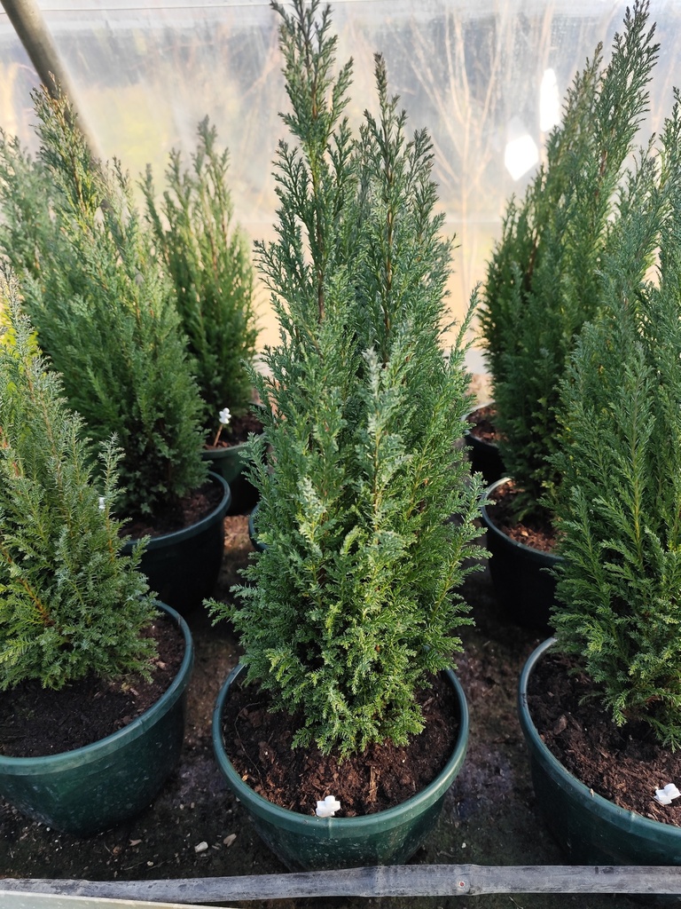 Chamaecyparis - Faux-cyprès