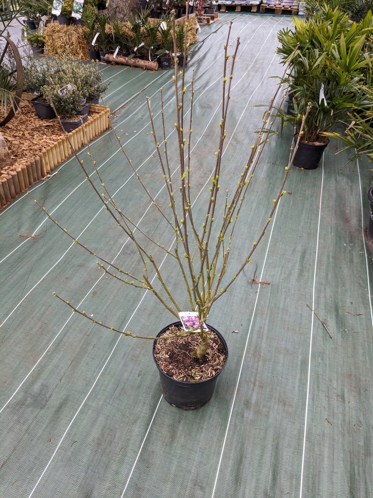 HIBISCUS syriacus Pink giant (rose) C.7.5L