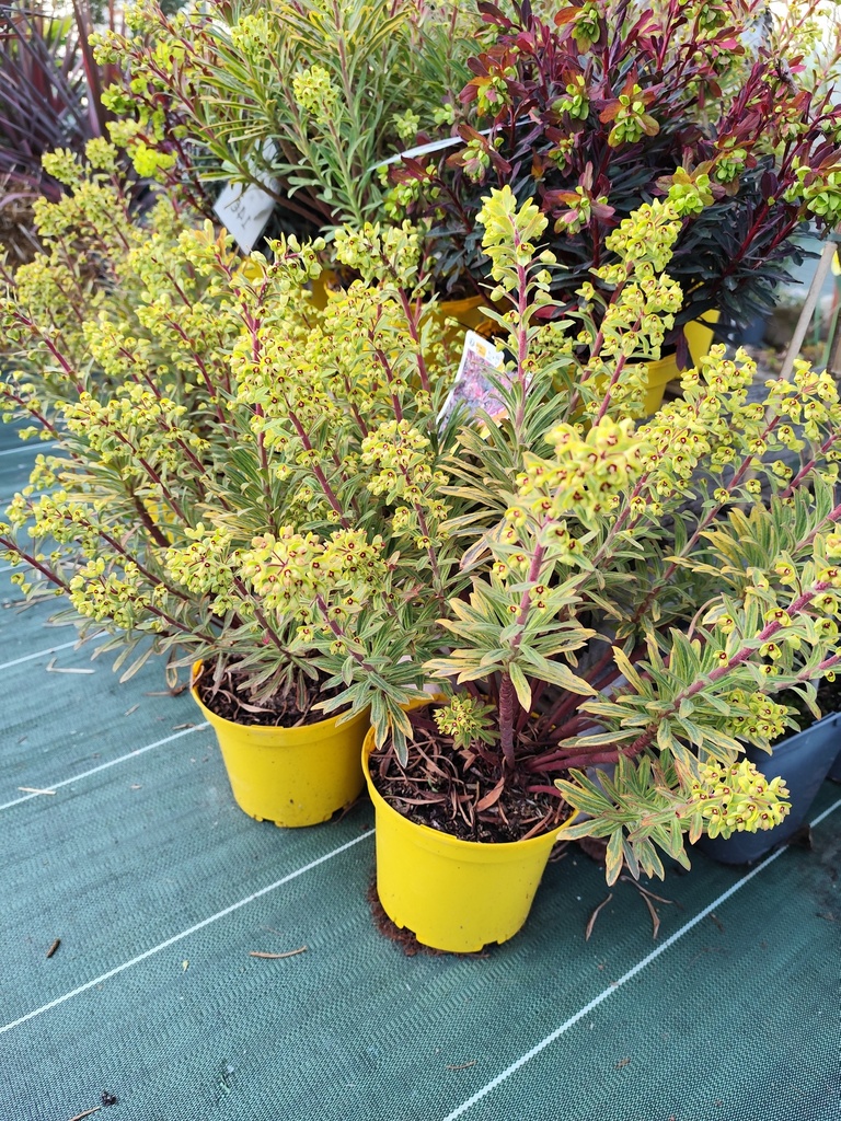 EUPHORBIA martinii Ascot rainbow Pot de 3L