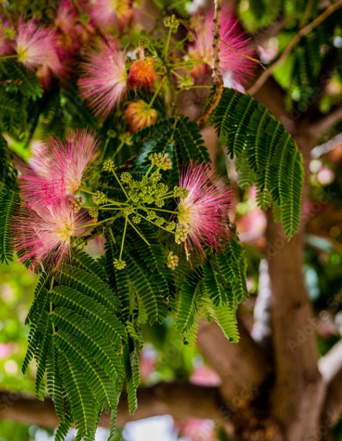 ALBIZIA julibrissin Ombrella (rose) C.4L RC