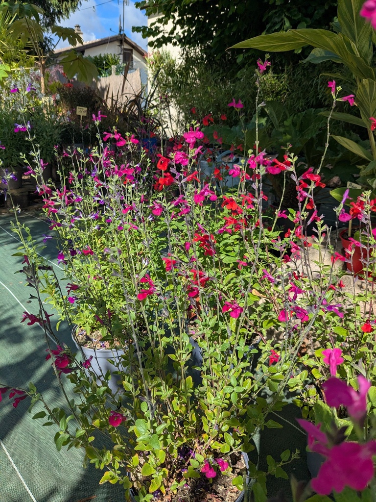 SAUGE Arbustive - Salvia 