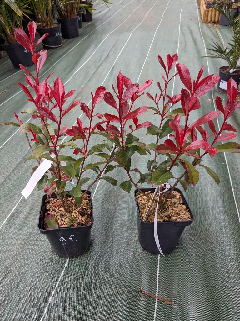 PHOTINIA x fraseri Carré rouge C.2L RC