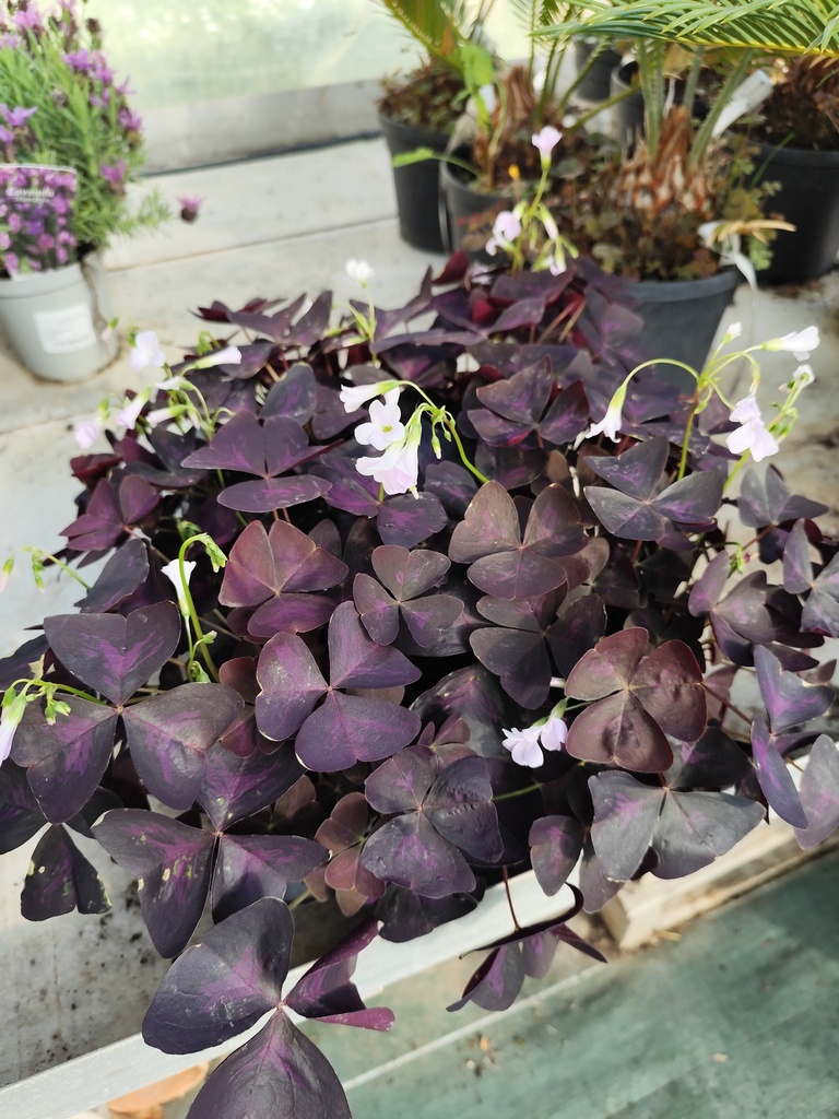Oxalis Triangularis D10