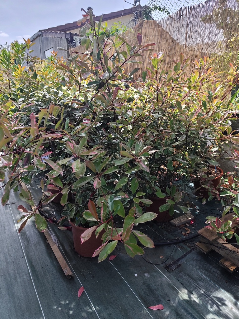 PHOTINIA Fraseri Pink Marble 15L