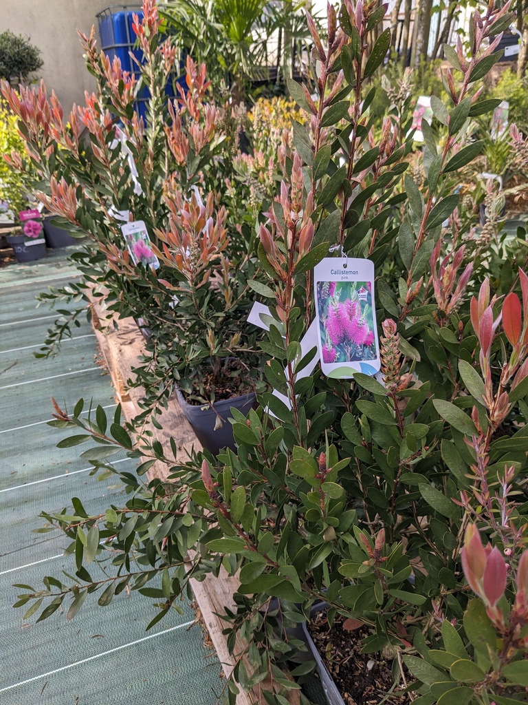 CALLISTEMON viminalis Hot pink (rose) C.4L RC