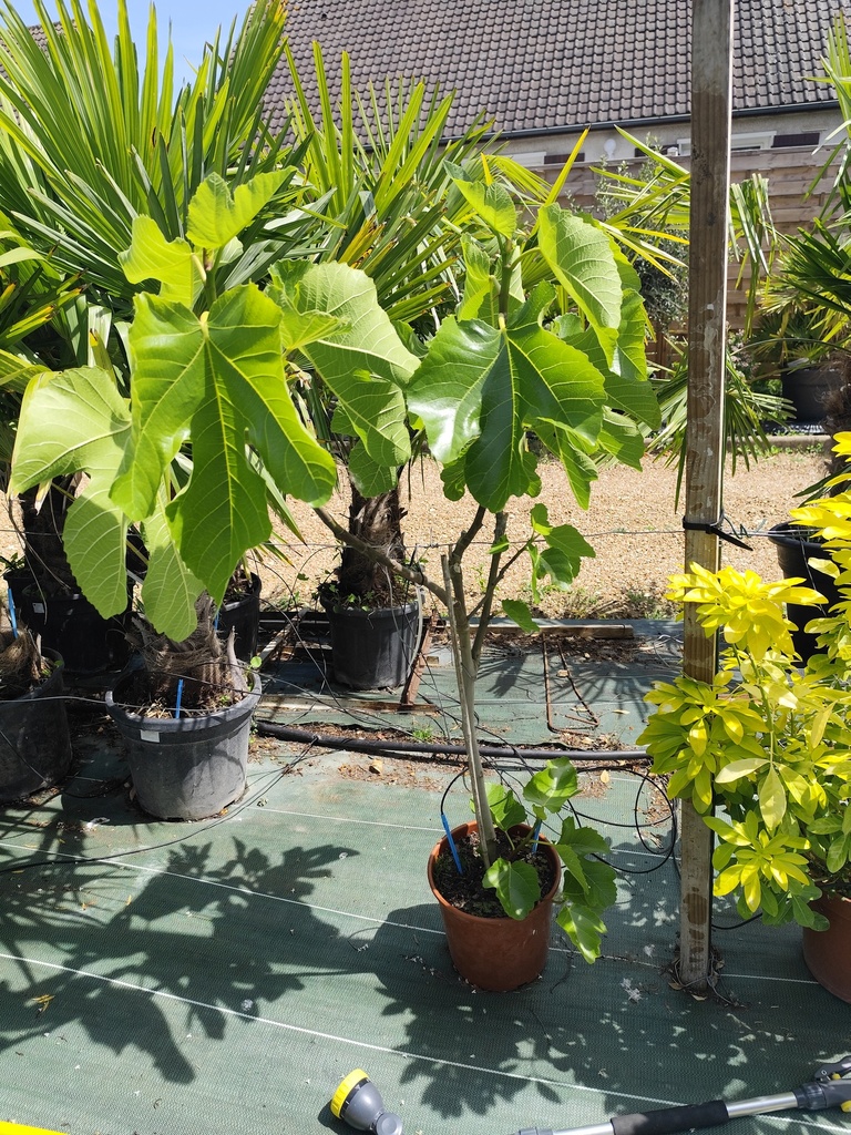 FIGUIER Ficus carica demi tige