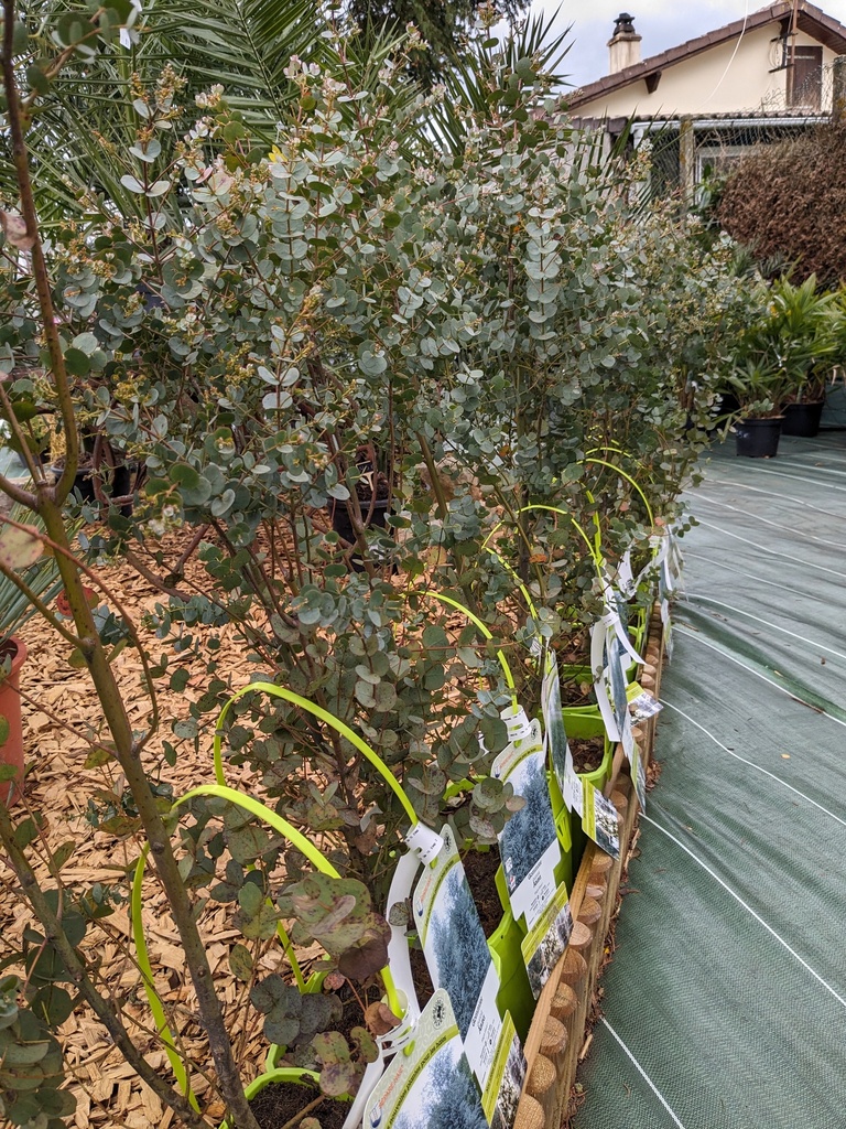 EUCALYPTUS gunnii Azura C.4L GP