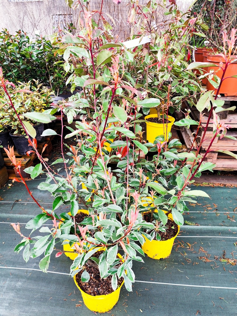 PHOTINIA fraseri Pink marble cassini 3L 