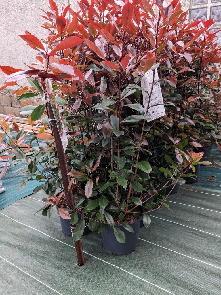 PHOTINIA x fraseri Red robin C.7.5L 