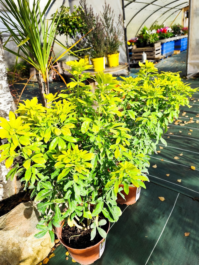 CHOISYA ternata sundance 7.5L