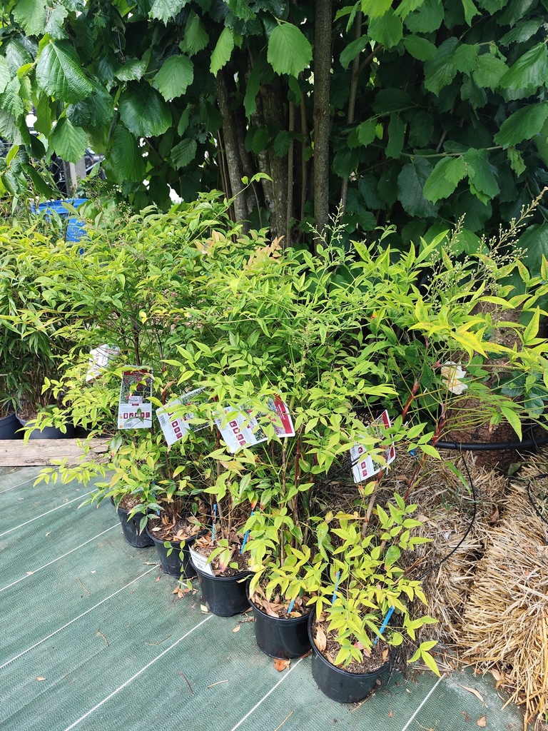 NANDINA domestica - Bambou Sacré