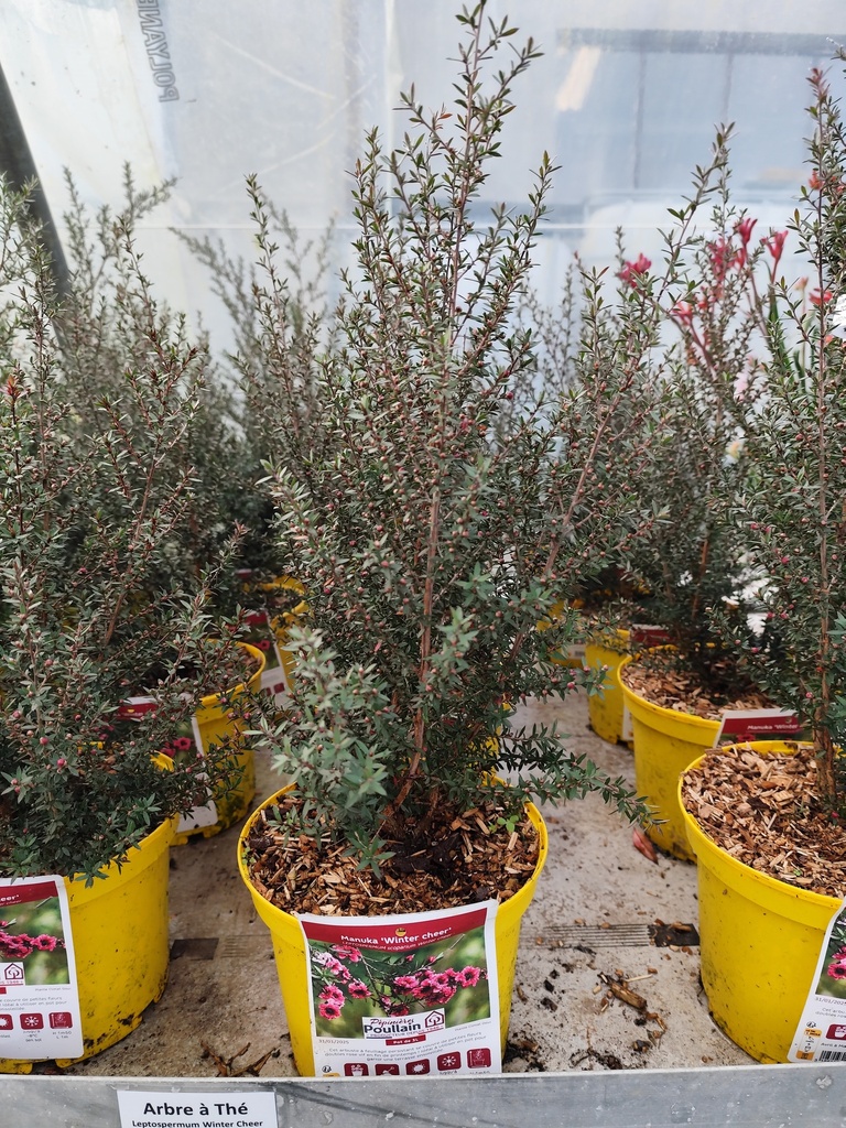LEPTOSPERMUM Scoparium Martinii (rose) 3L