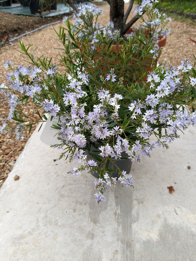 Véronique arbustive HEBE FLEURS x Diosmifolia (blanc) C.4L RC