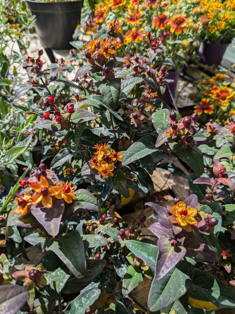 Millepertuis Miracle Night - Hypericum