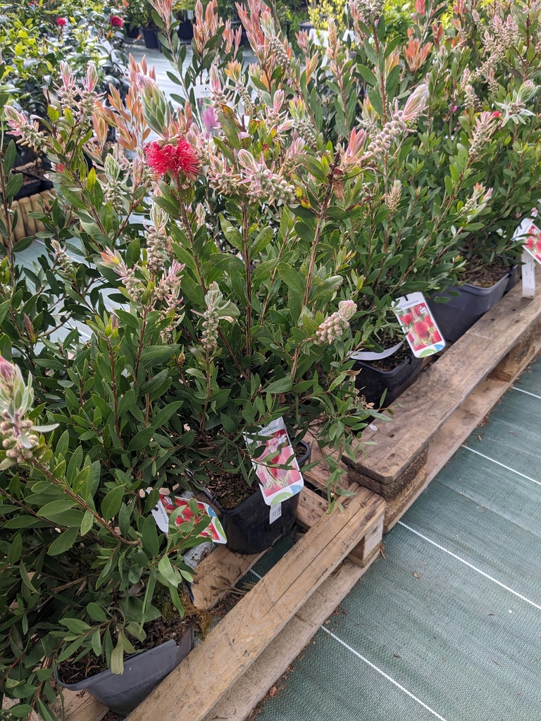 CALLISTEMON laevis (rouge) 3L