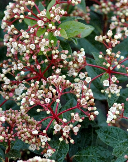 LAURIER TIN / VIBURNUM tinus Pot de 20L