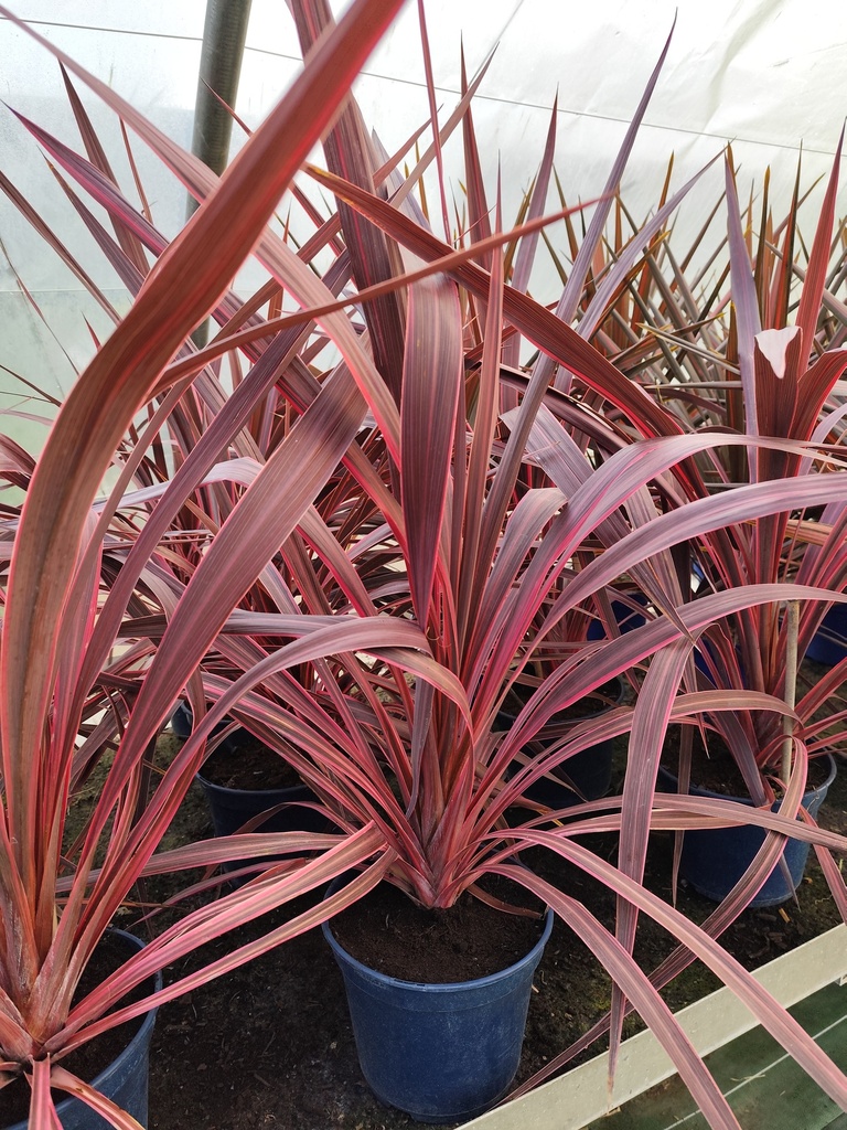 CORDYLINE australis Electric pink