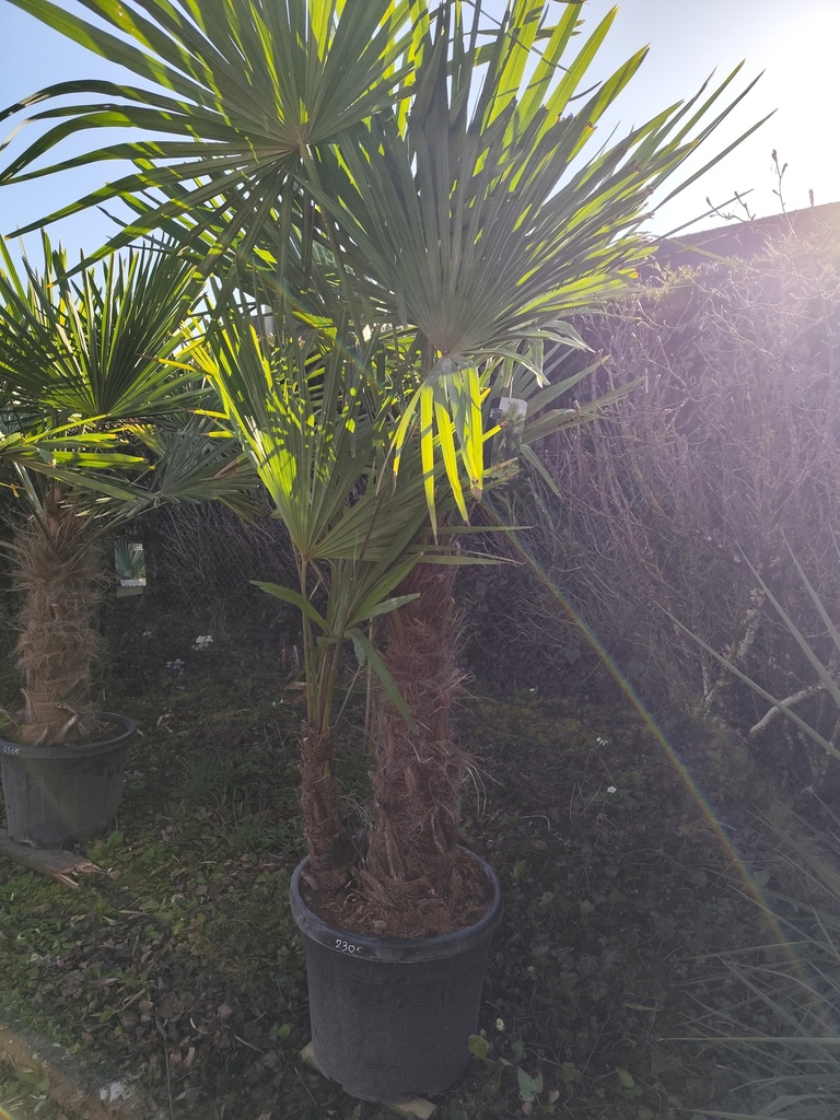 Trachycarpus Fortunei double tronc 80cm~