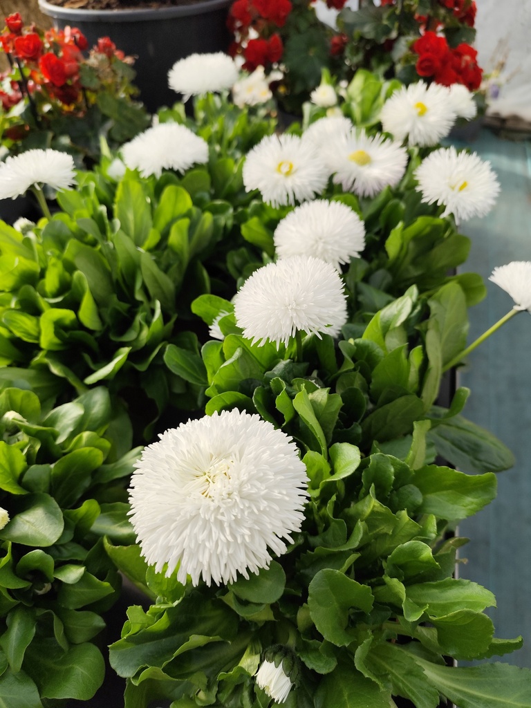 Paquerette Pomponette bellis perinnis