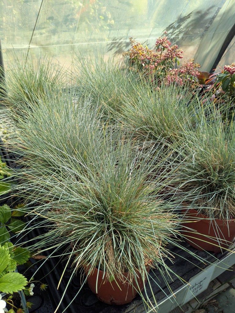 Fetuque bleue - Festuca glauca 3L