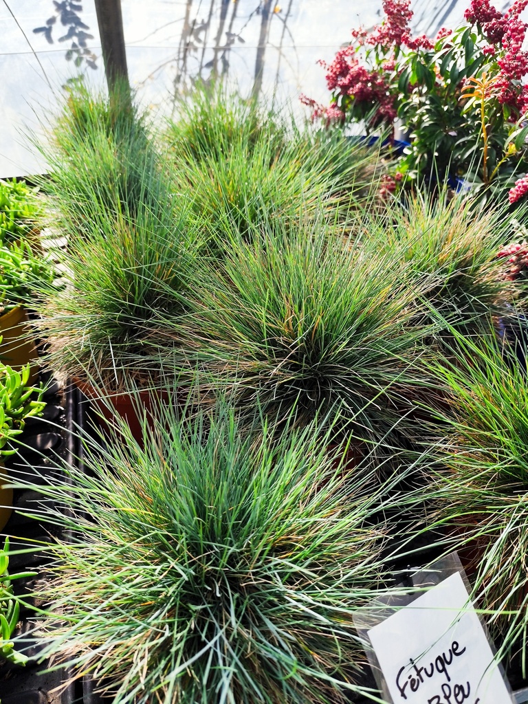 Fetuque bleue - Festuca glauca 3L