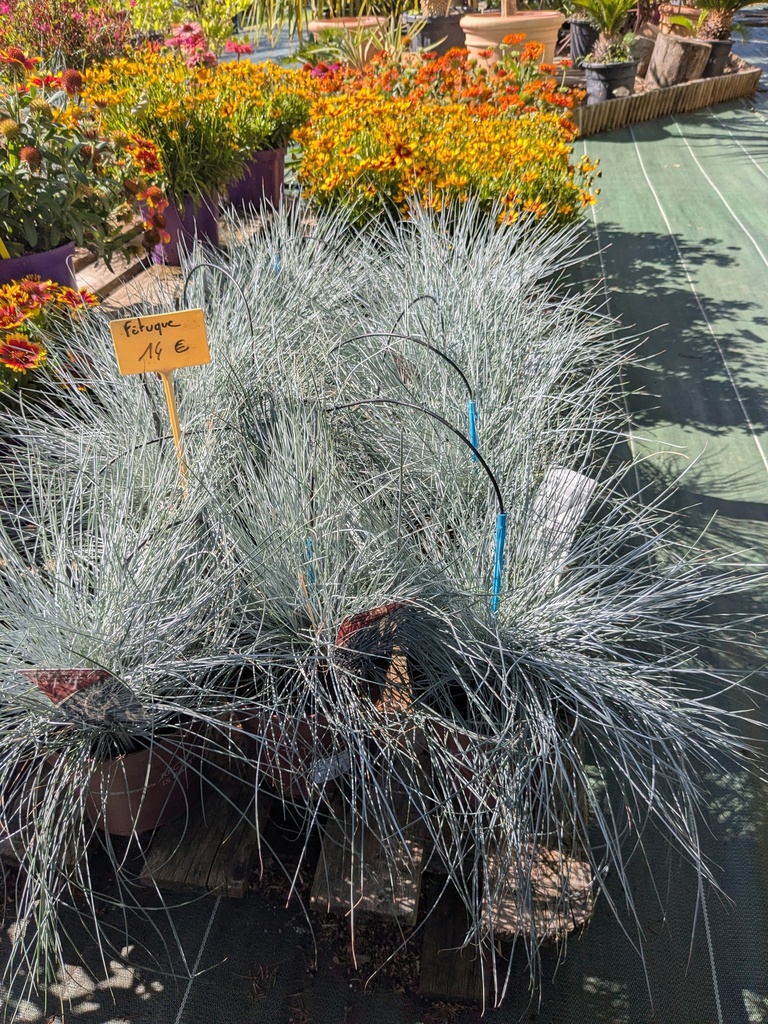 Fetuque bleue - Festuca glauca 