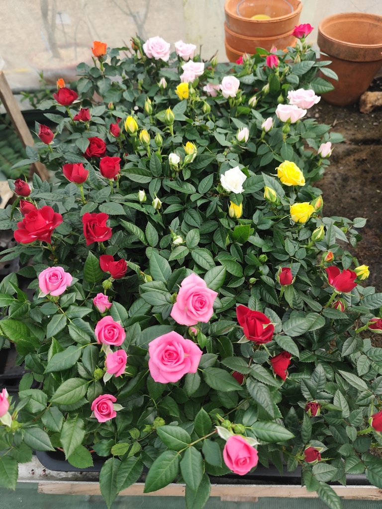 ROSIER Beau monde D10