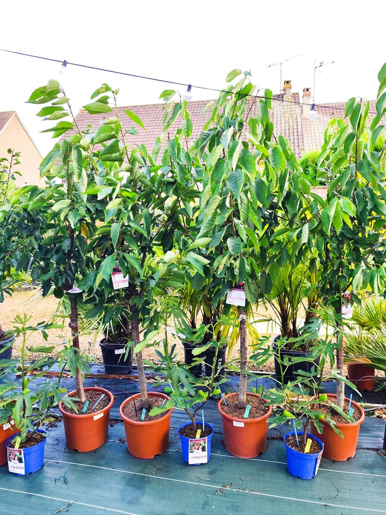 CERISIER Bigarreau Geant d'hedelfingen 15L